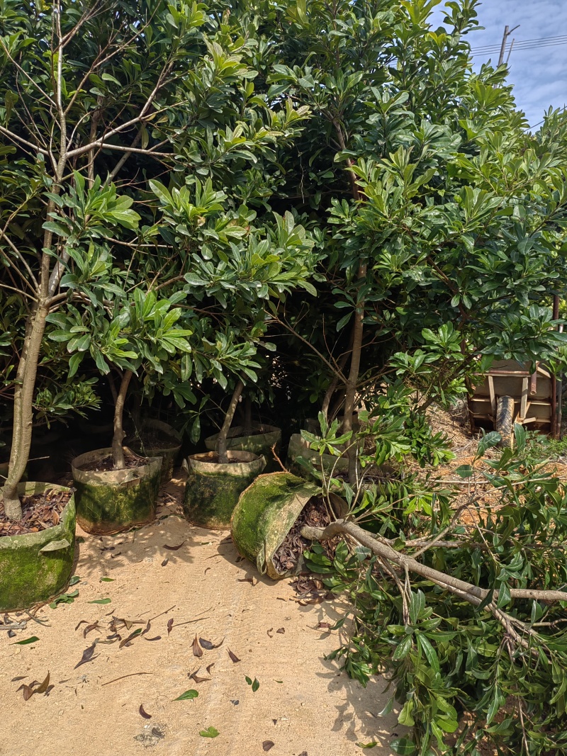 杨梅苗