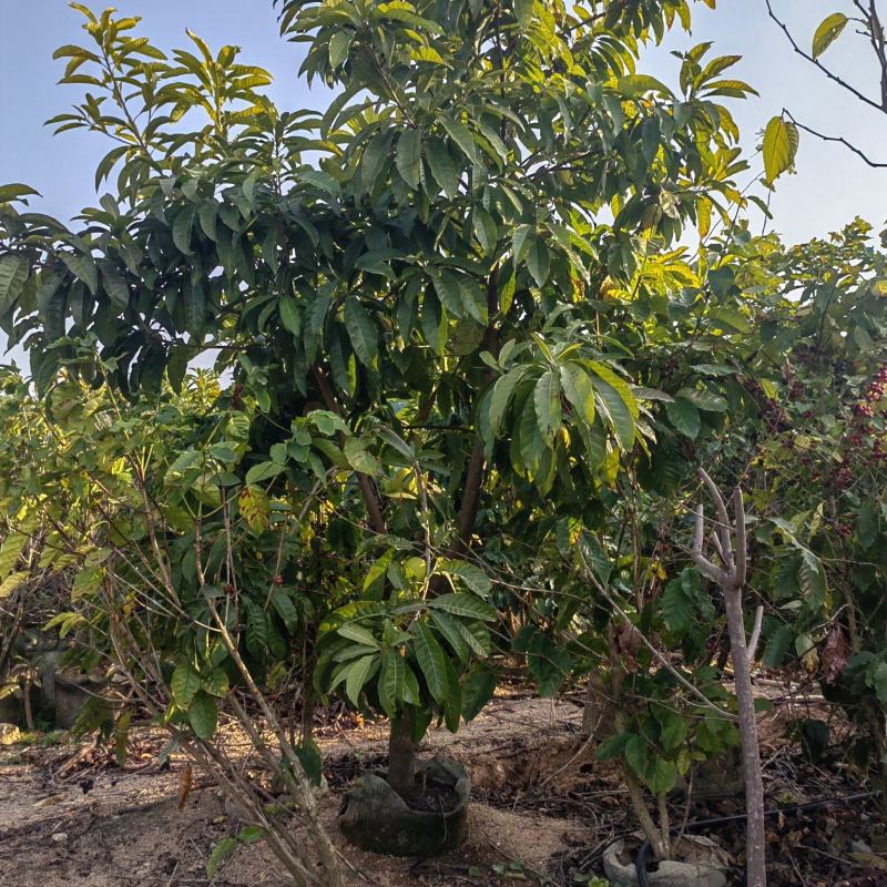 耀堂仙桃，木瓜仙桃