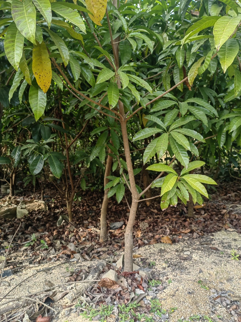 耀堂仙桃，木瓜仙桃