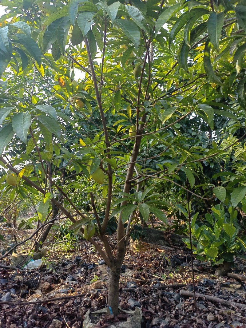 耀堂仙桃，木瓜仙桃
