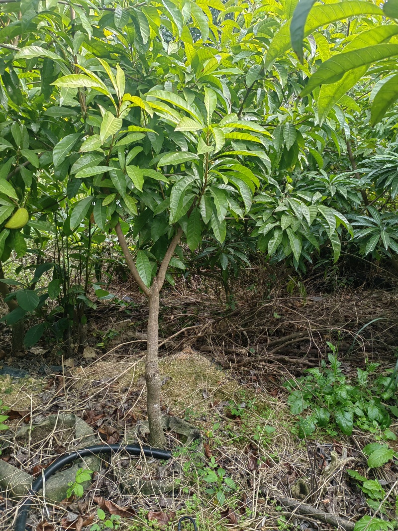 耀堂仙桃，木瓜仙桃