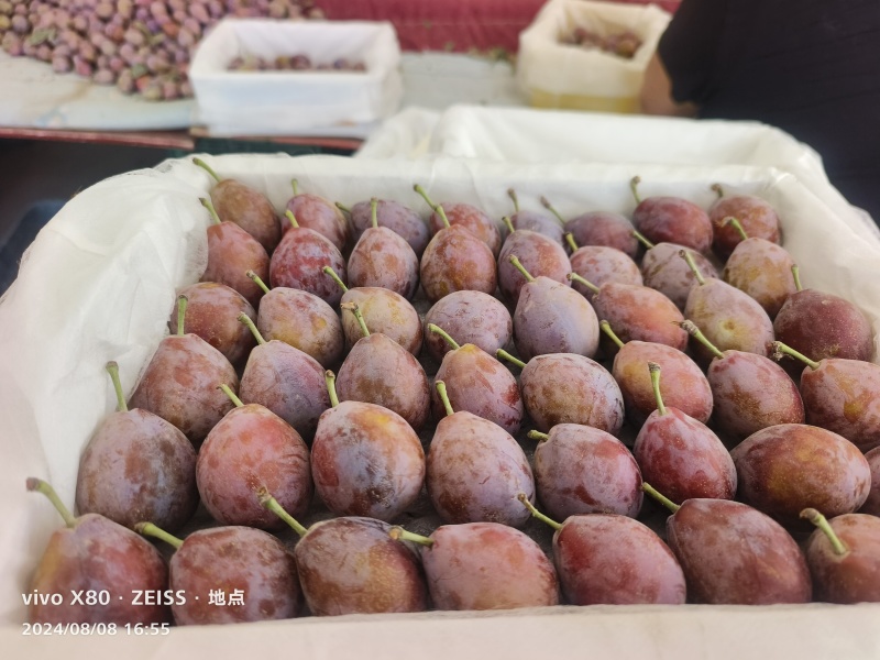 法兰西新疆产地直发南疆伽师北疆伊犁货源充足