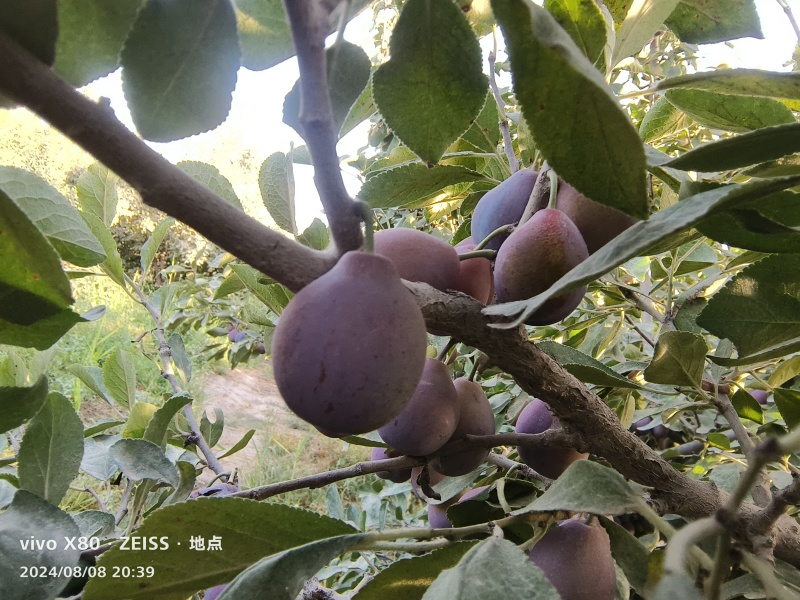 法兰西新疆产地直发南疆伽师北疆伊犁货源充足