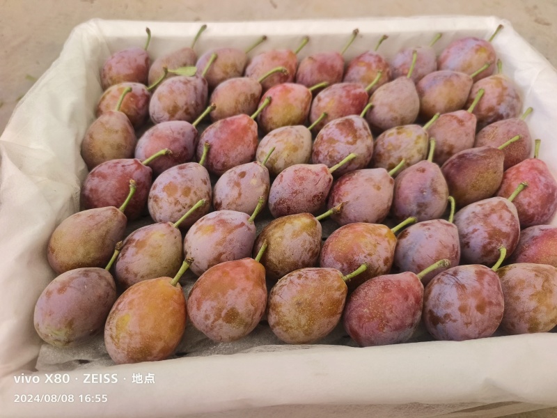 法兰西新疆产地直发南疆伽师北疆伊犁货源充足