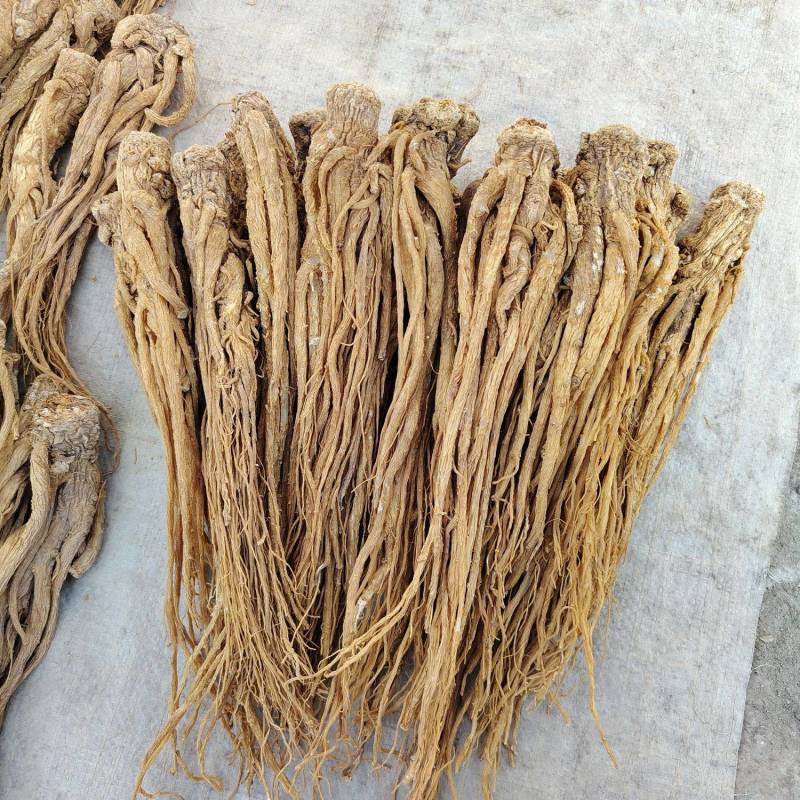 甘肃岷县原产地当归，精品优质水洗黄当归中条