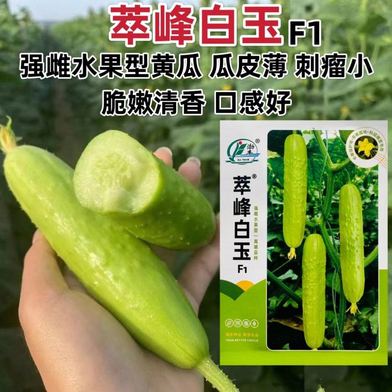 萃峰白玉黄瓜种子清香脆嫩水果黄瓜种子强雌高产春秋基地专用