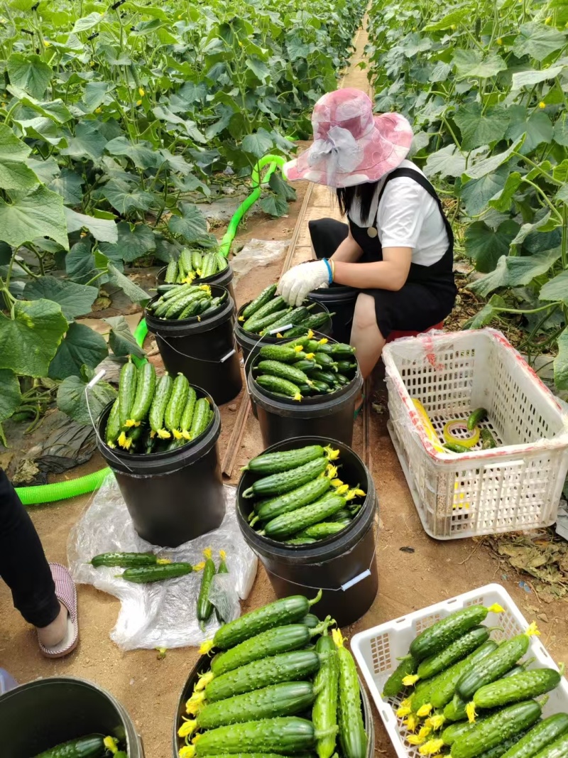 渤丰大刺黄瓜种子翠绿油亮大包旱黄瓜种籽强雌型水果黄瓜种子