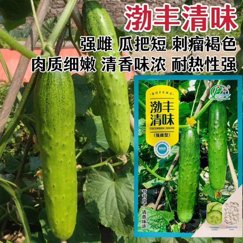 渤丰清味水果黄瓜种子强雌型黄瓜种子节节有瓜耐热春秋季清香