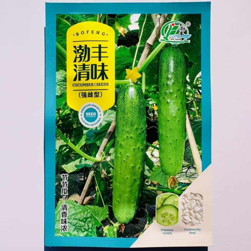 渤丰清味水果黄瓜种子强雌型黄瓜种子节节有瓜耐热春秋季清香