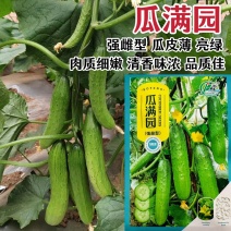 瓜满园水果黄瓜种子春秋季高产早熟旱黄瓜种子清香味浓结瓜多