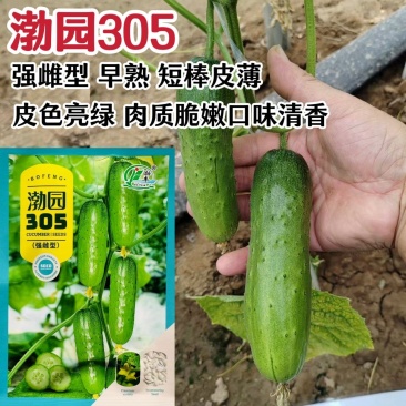 渤园305水果黄瓜种子早熟春秋绿肉短棒节节有瓜清香脆甜
