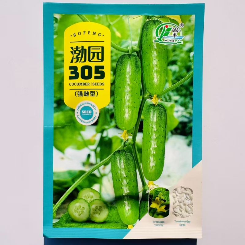 渤园305水果黄瓜种子早熟春秋绿肉短棒节节有瓜清香脆甜