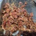 恩施高山牛肉干