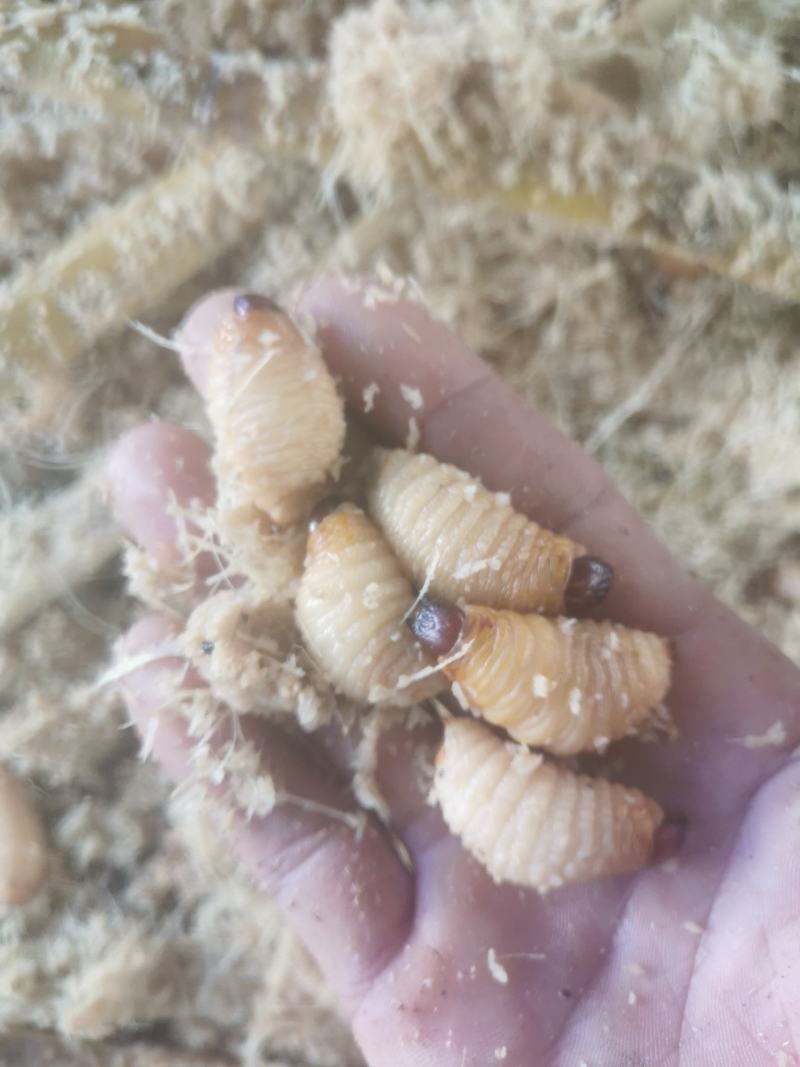 笋虫批发