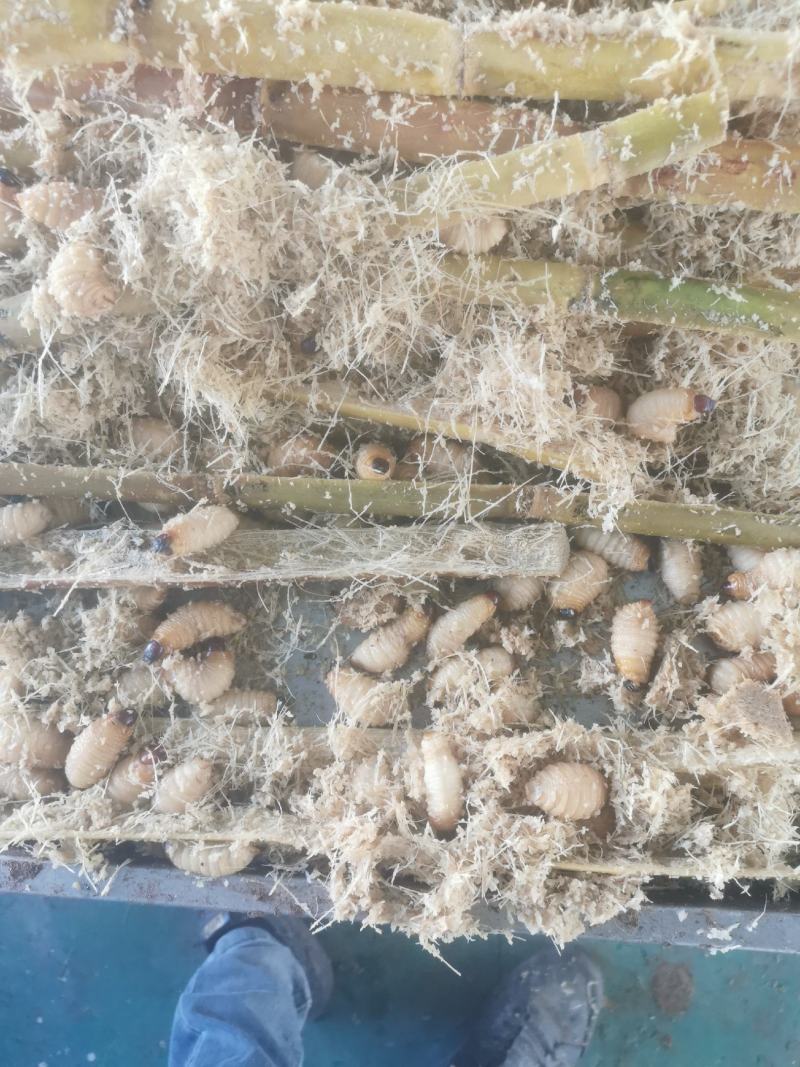 笋虫批发