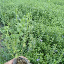 精品黄芩优质黄芩