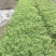 精品花叶蔓长春优质花叶蔓长春