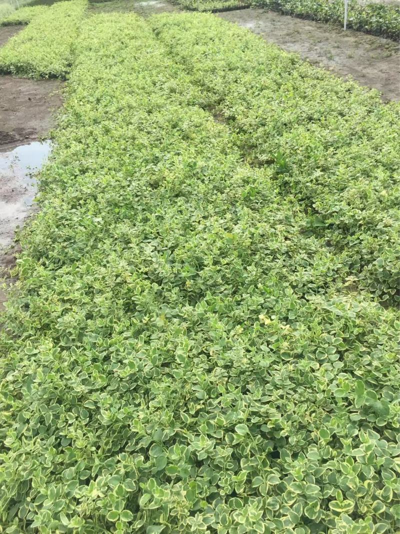 精品花叶蔓长春优质花叶蔓长春