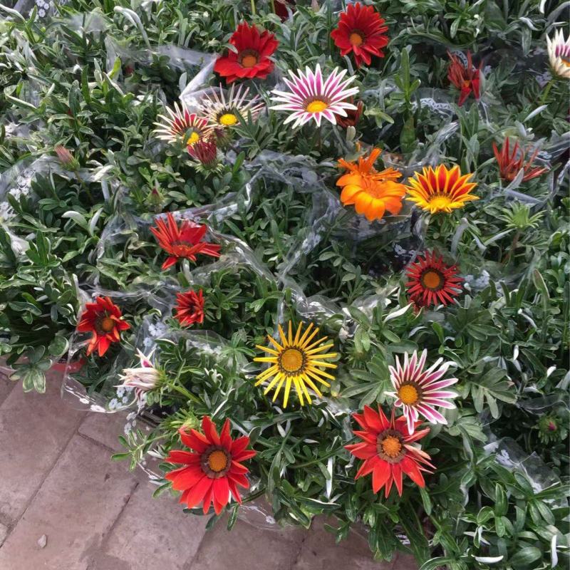 精品勋章菊优质勋章菊