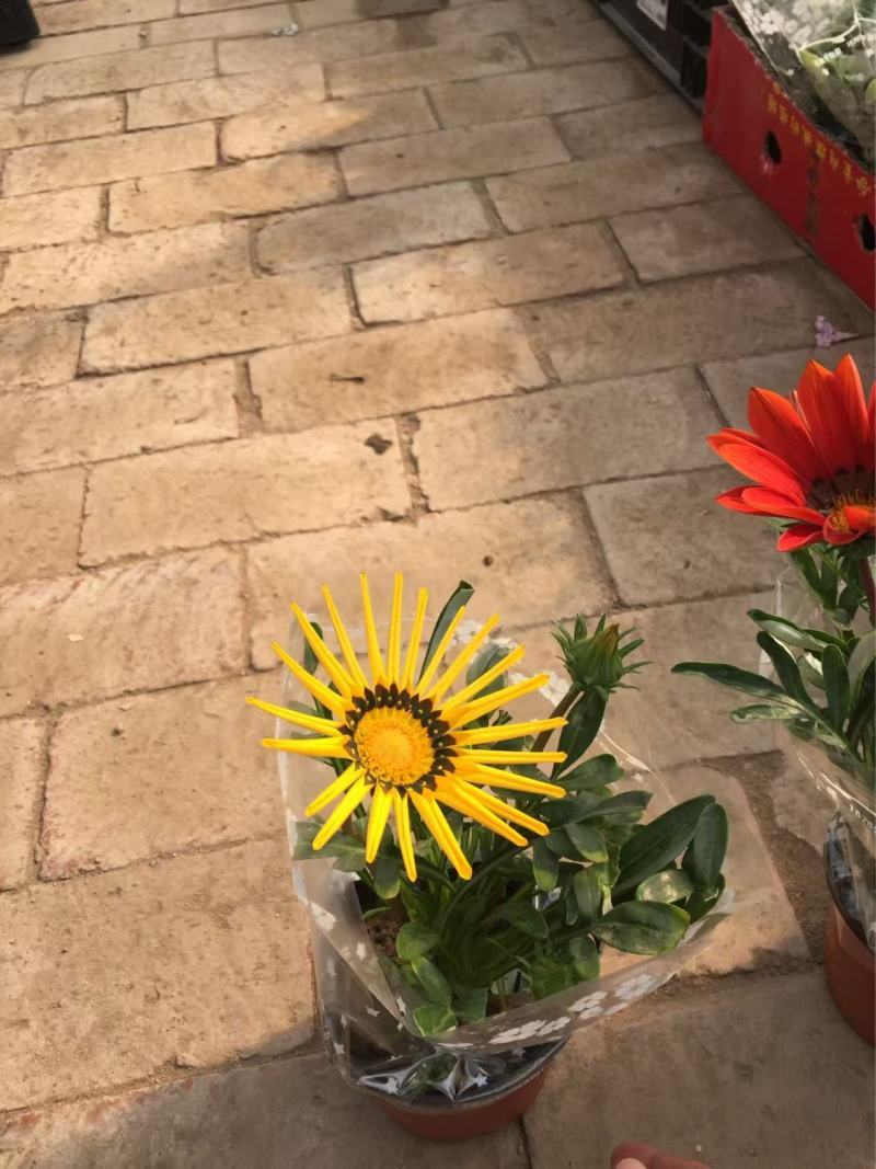 精品勋章菊优质勋章菊