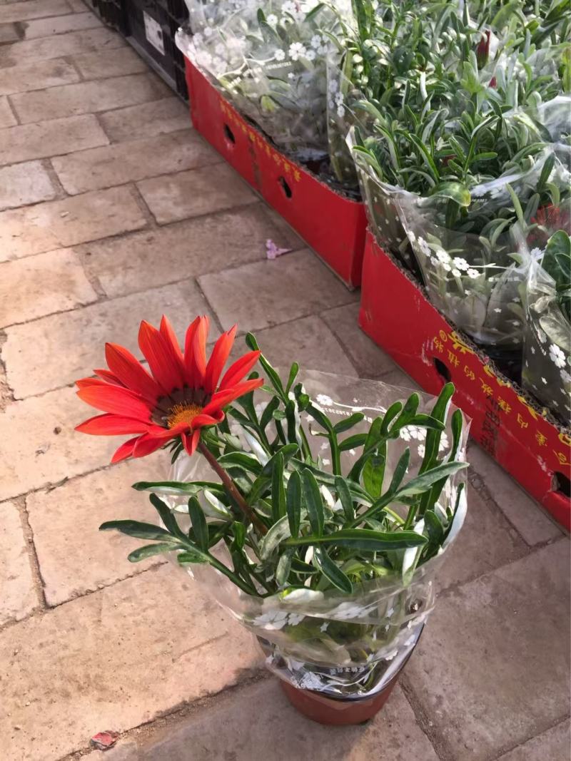 精品勋章菊优质勋章菊
