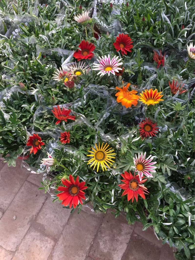 精品勋章菊优质勋章菊