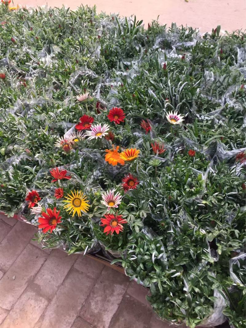 精品勋章菊优质勋章菊
