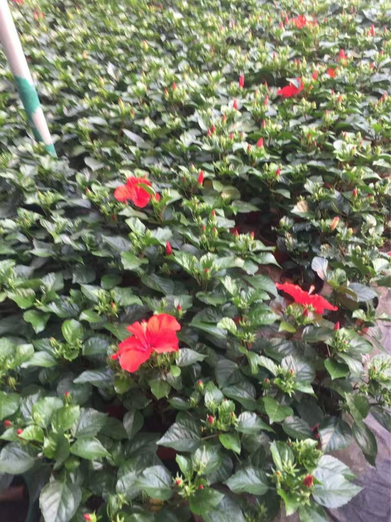 精品丹麦木槿优质丹麦木槿