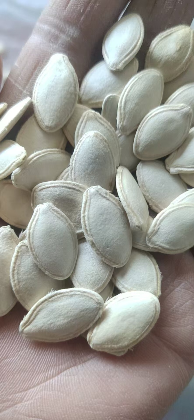 南瓜籽出口精品