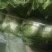 鸡腿白菜【白菜】全国代发万亩蔬菜基地，支持视频看货