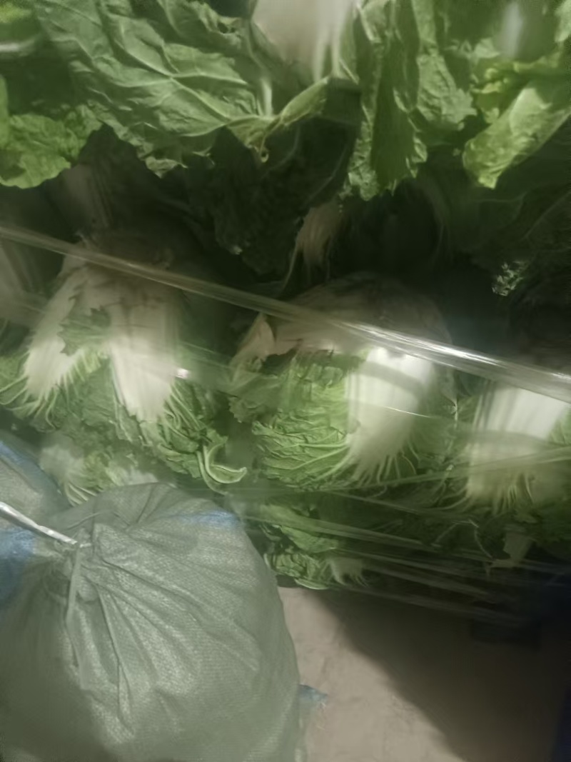 鸡腿白菜【白菜】全国代发万亩蔬菜基地，支持视频看货