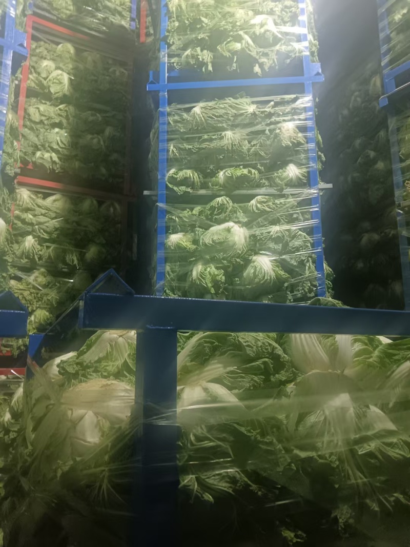 鸡腿白菜【白菜】全国代发万亩蔬菜基地，支持视频看货