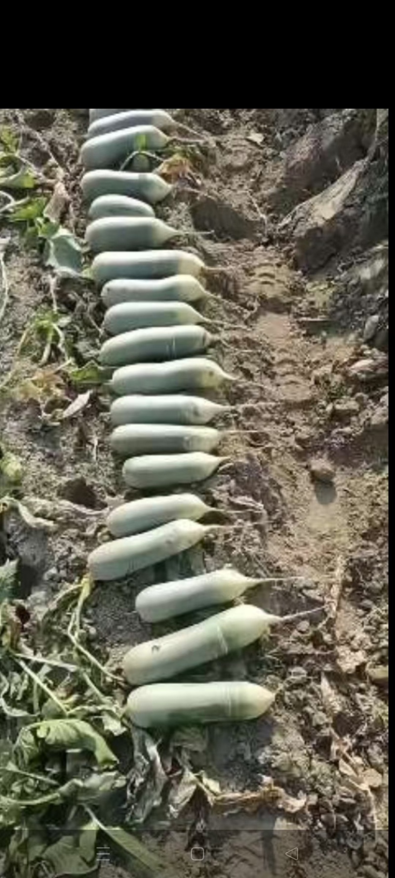 水果萝卜供应市场，超市电商，大量接单中。