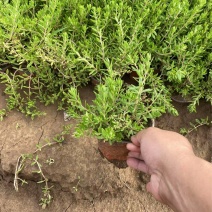 精品垂盆草优质垂盆草垂盆草自产自销