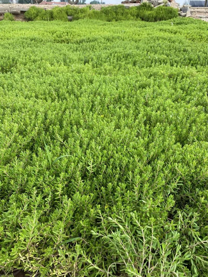 精品垂盆草优质垂盆草垂盆草自产自销