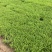 精品垂盆草优质垂盆草垂盆草自产自销