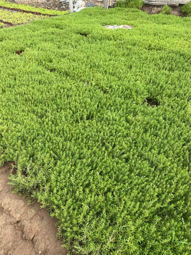 精品垂盆草优质垂盆草垂盆草自产自销