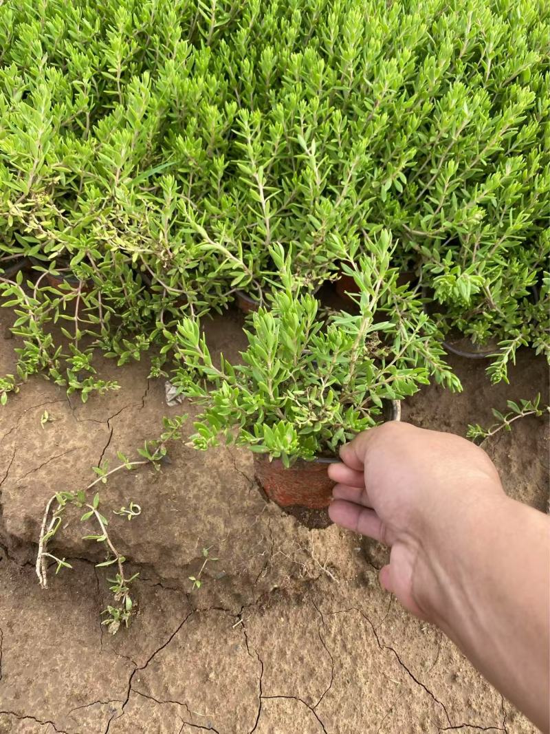 精品垂盆草优质垂盆草垂盆草自产自销