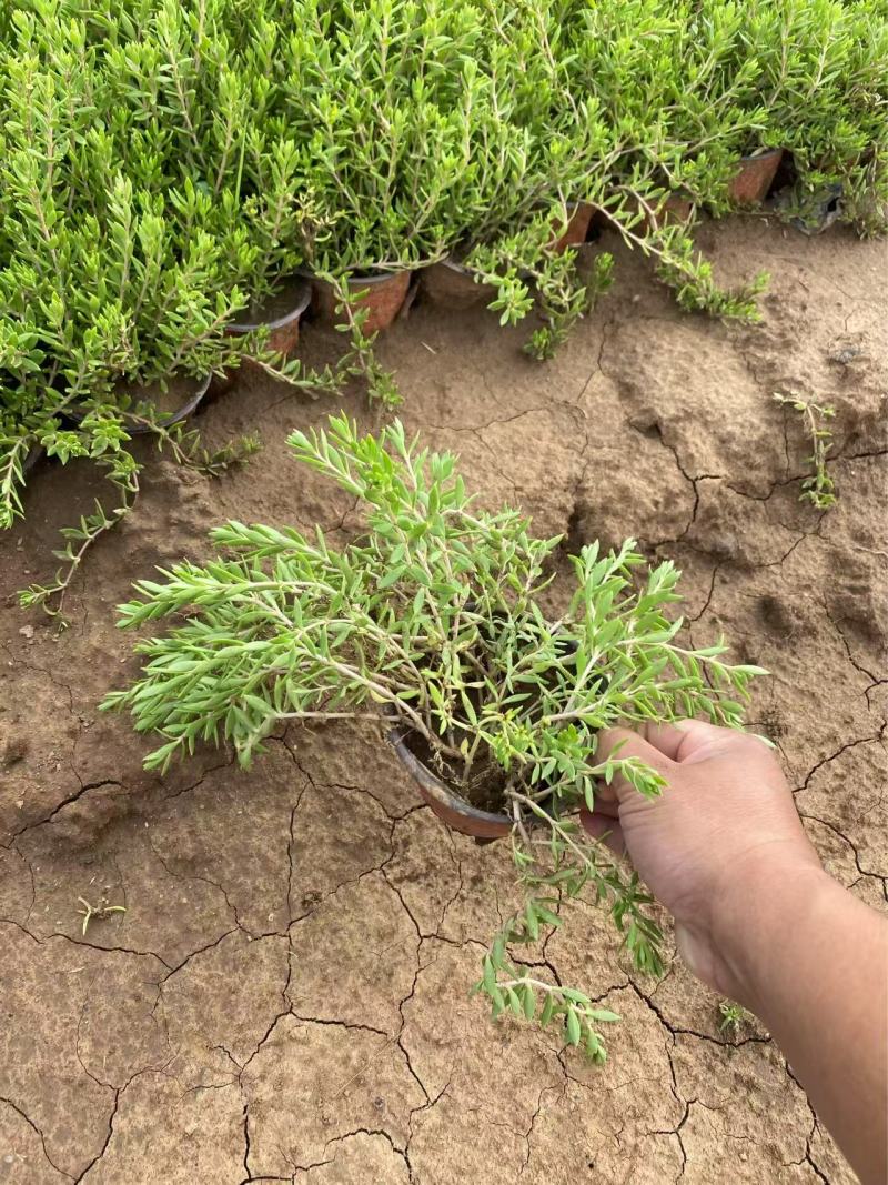 精品垂盆草优质垂盆草垂盆草自产自销