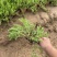 精品卧茎景天