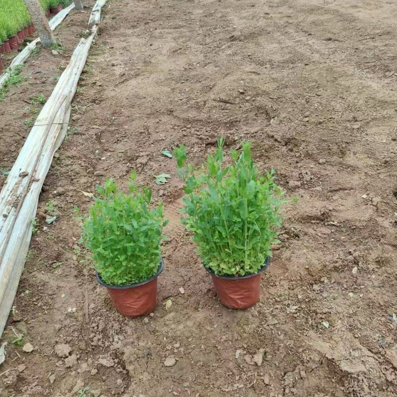 精品千屈菜优质千屈菜千屈菜自产自销
