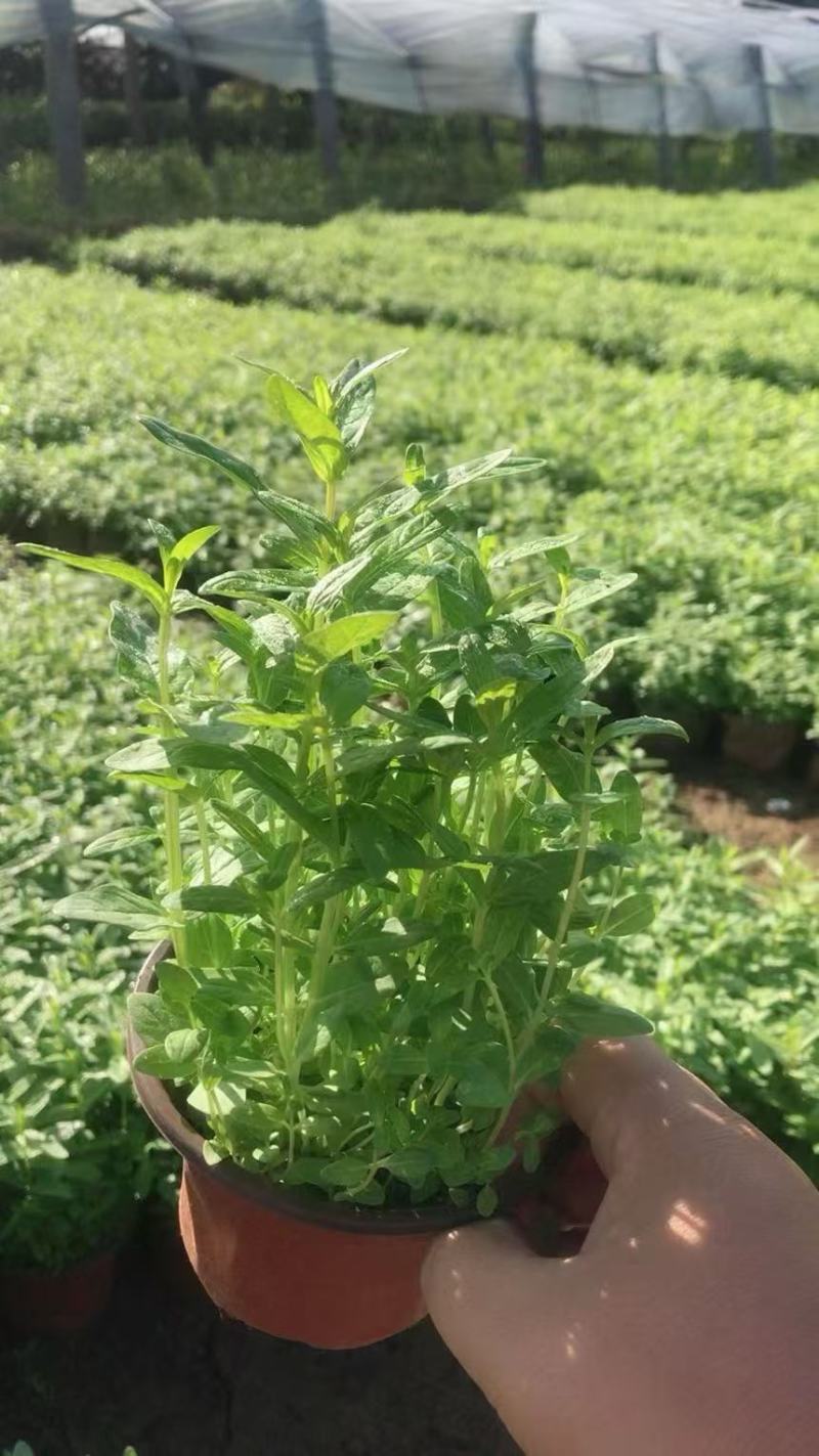 精品千屈菜优质千屈菜千屈菜自产自销