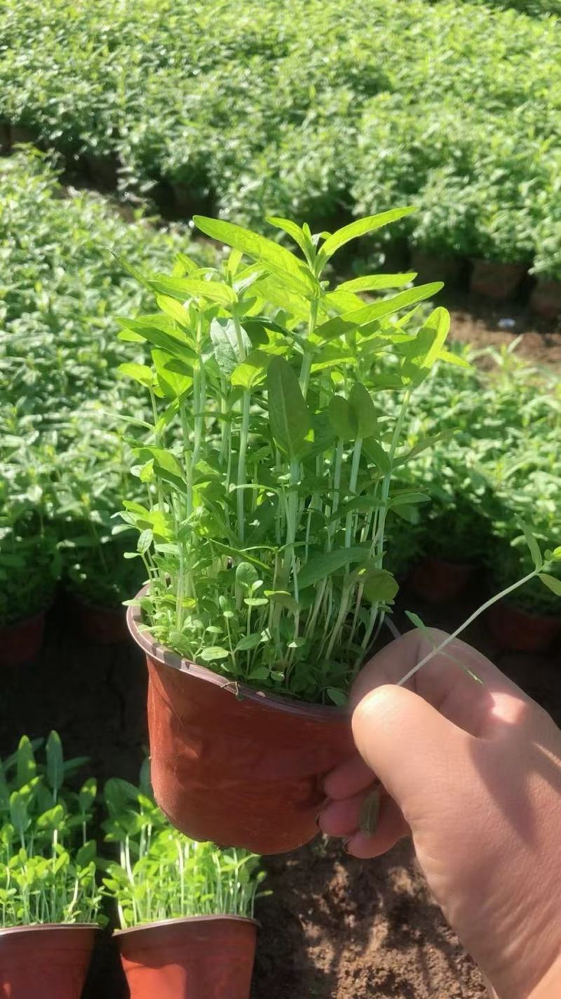 精品千屈菜优质千屈菜千屈菜自产自销