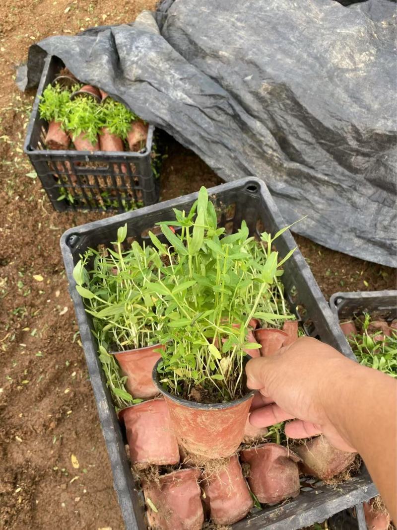 精品千屈菜优质千屈菜千屈菜自产自销