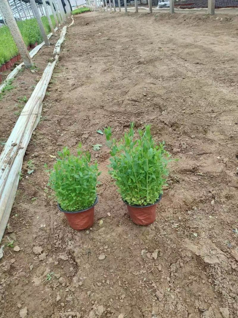 精品千屈菜优质千屈菜千屈菜自产自销