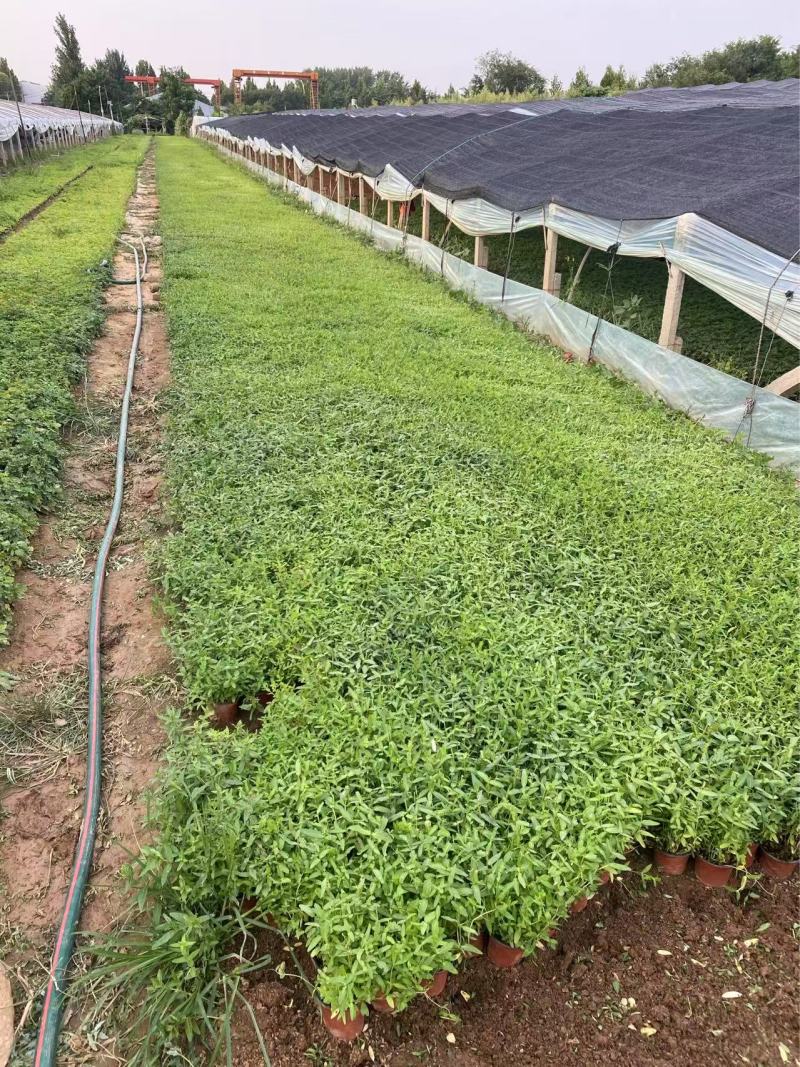 精品千屈菜优质千屈菜千屈菜自产自销