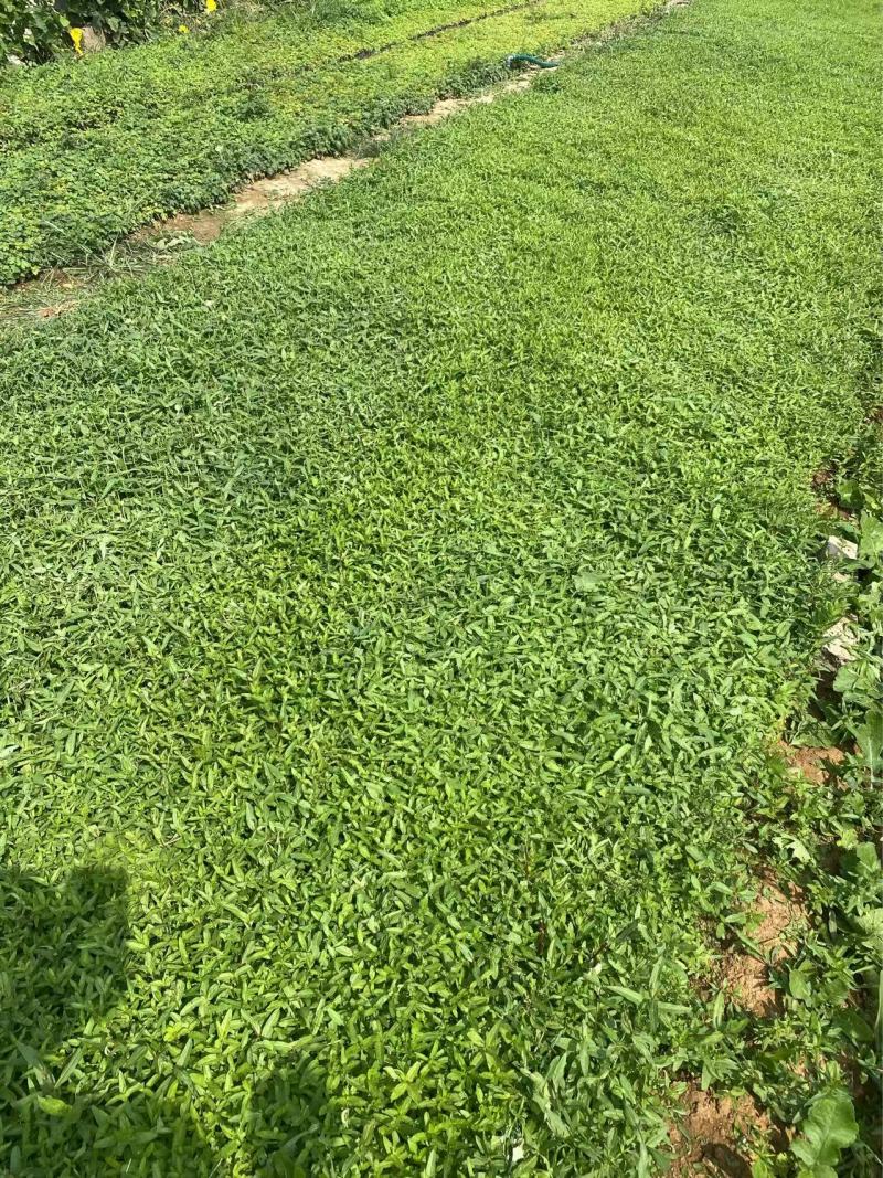 精品千屈菜优质千屈菜千屈菜自产自销