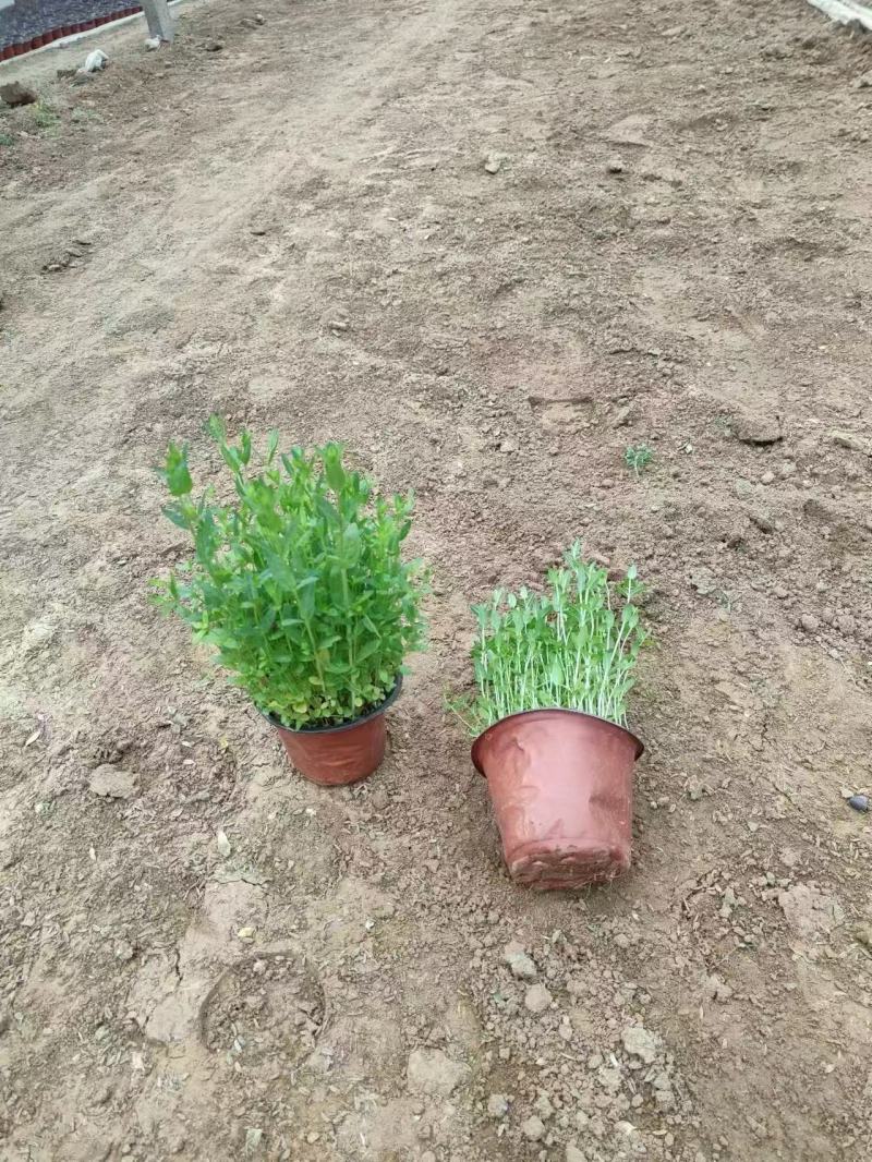 精品千屈菜优质千屈菜千屈菜自产自销