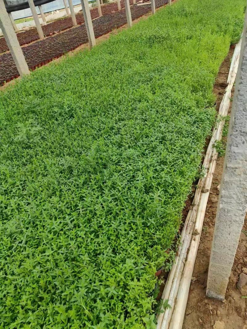 精品千屈菜优质千屈菜千屈菜自产自销