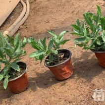 精品桑托斯马鞭草优质桑托斯马鞭草